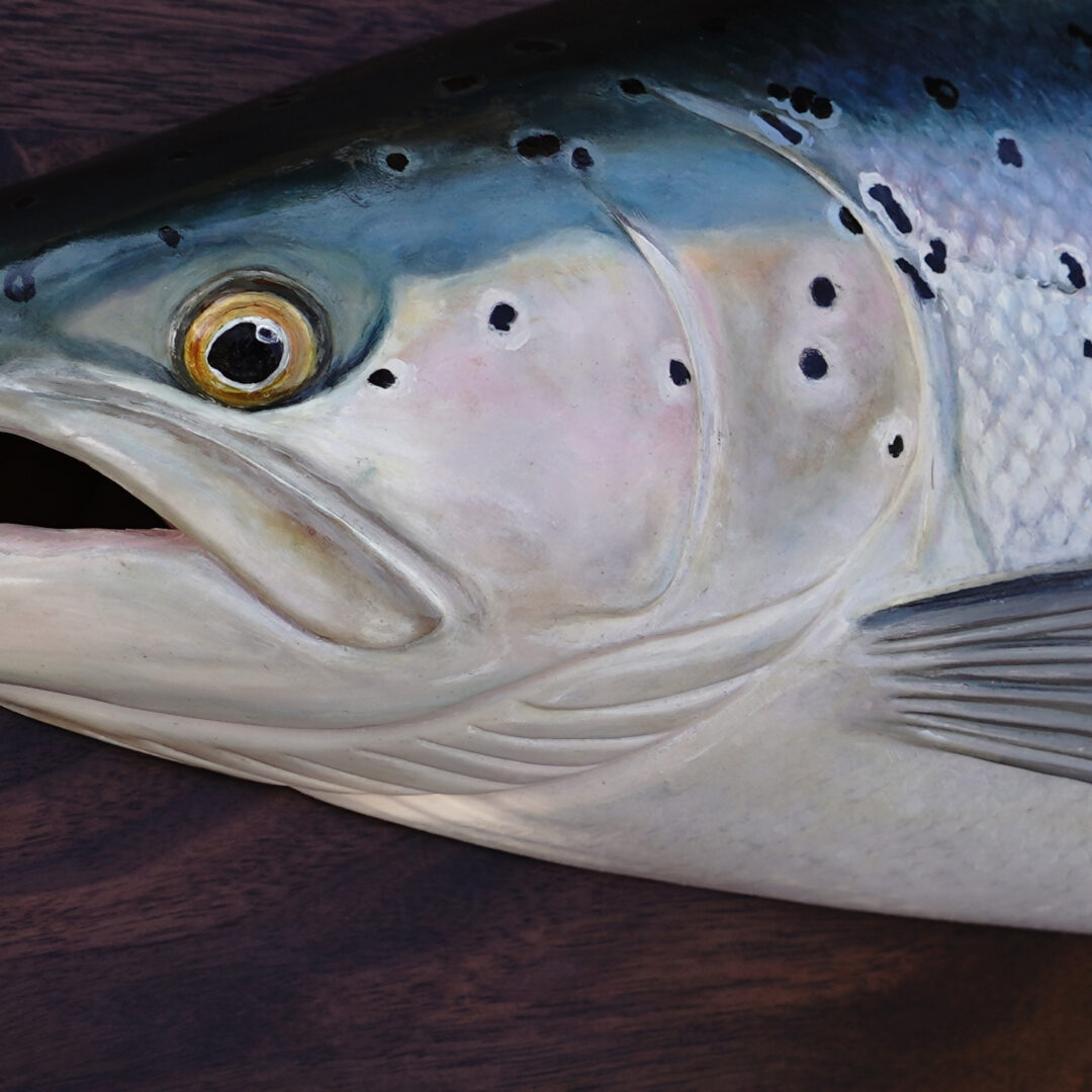 A close-up shot of Salmon eye and its mouth opened